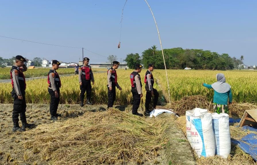 Polisi Larang Petani di Pringsewu Bakar Rumput hingga Sisa Panenan di Sawah