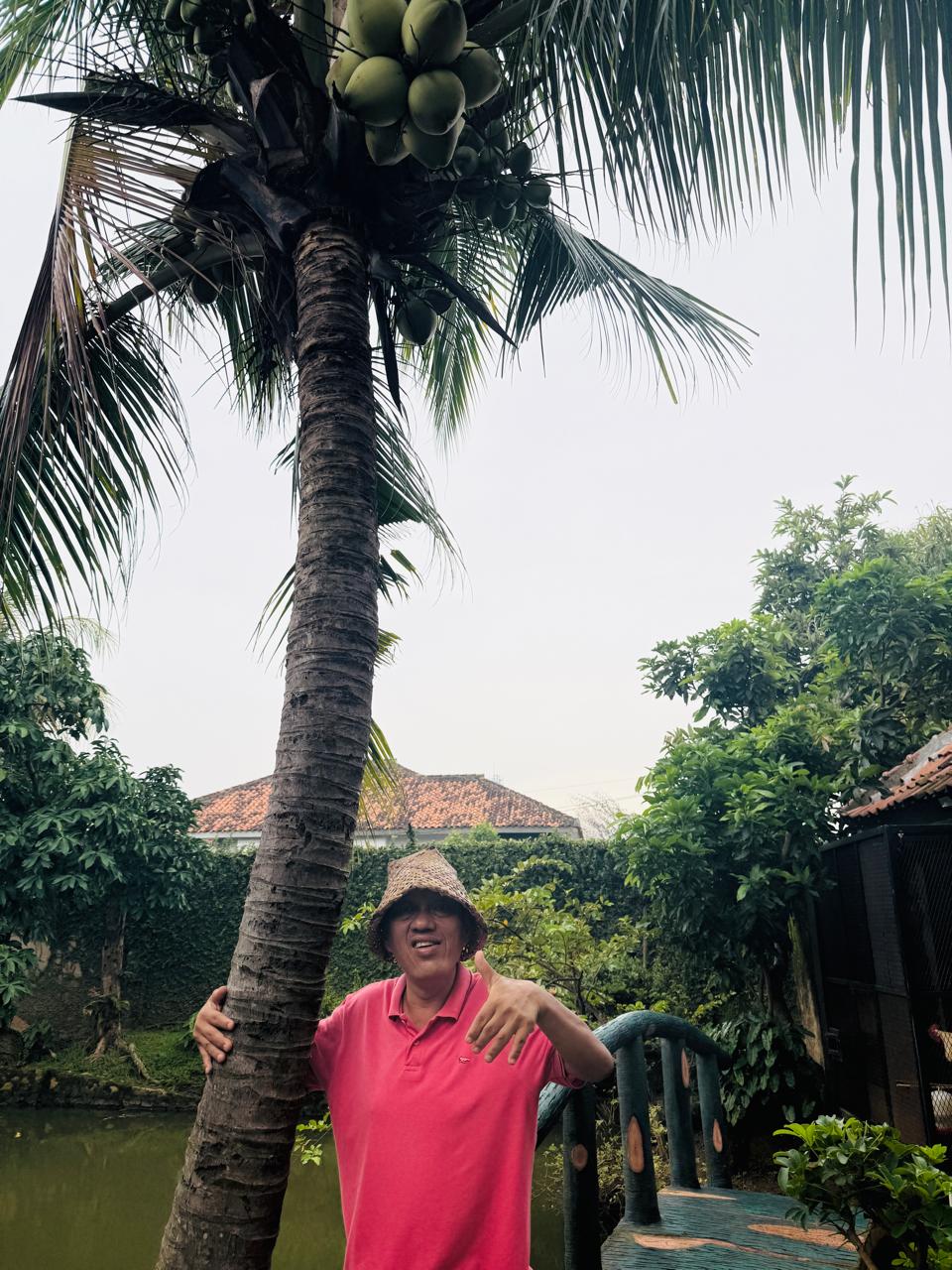 Keajaiban Kelapa Pandan Wangi: Aroma Keharuman, Simbol Keberkahan dari Halaman Rumah