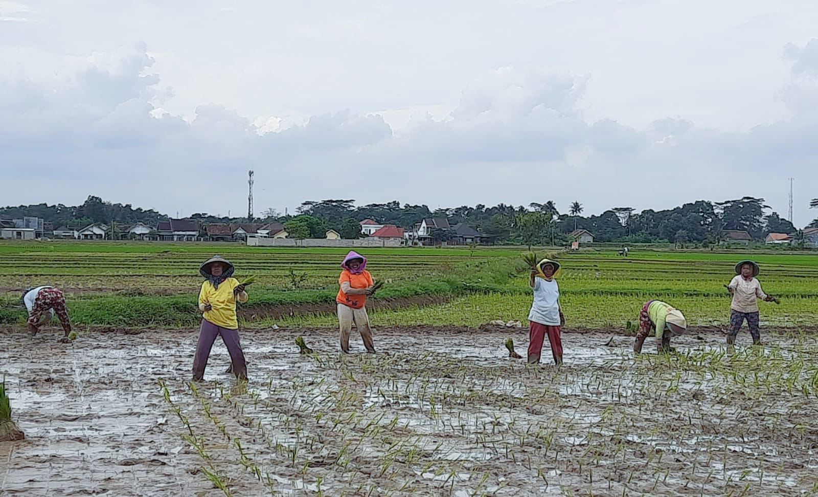 Diproyeksikan Hasil Panen Meningkat, DKP3 Targetkan Taman MT I 2.588 Hektar 