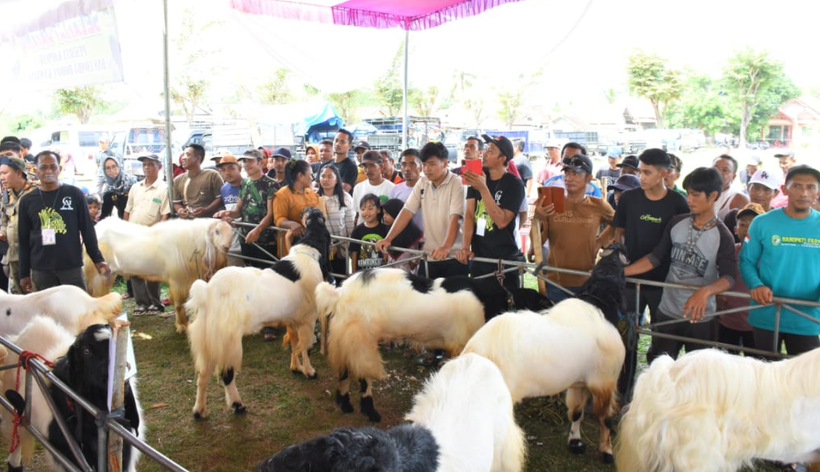 Dorong Penguatan Sektor Peternakan, Pemkab Tubaba Gelar Kopdar dan Lomba Bobot Kambing 'Bolo Ngarit'