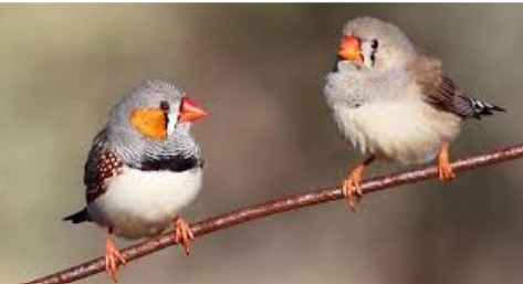 Keunikan Burung Finch di Galapagos, Inspirasi Awal Teori Charles Darwin