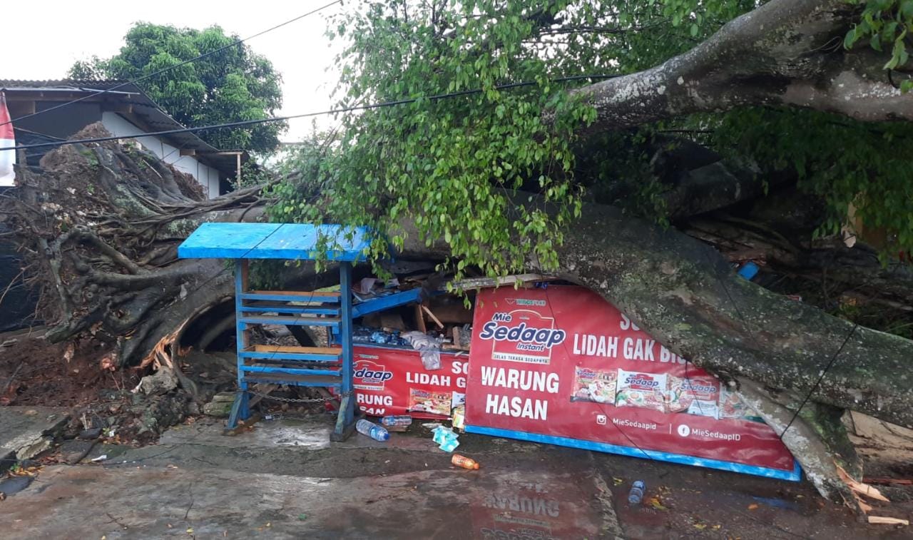 Pohon Tumbang di Metro Rusak Mata Pencaharian Warga