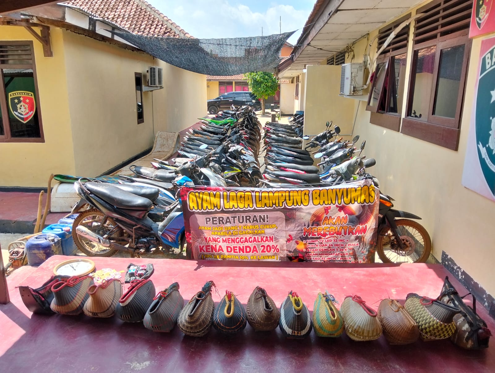 Gerebek Arena Sabung Ayam Polisi Amankan Puluhan Sepeda Motor dan Ayam Aduan