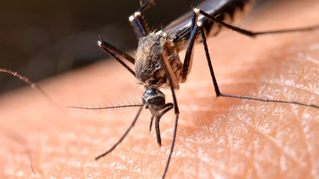 25 April Hari Malaria Sedunia: Sejarah hingga Target WHO 2030