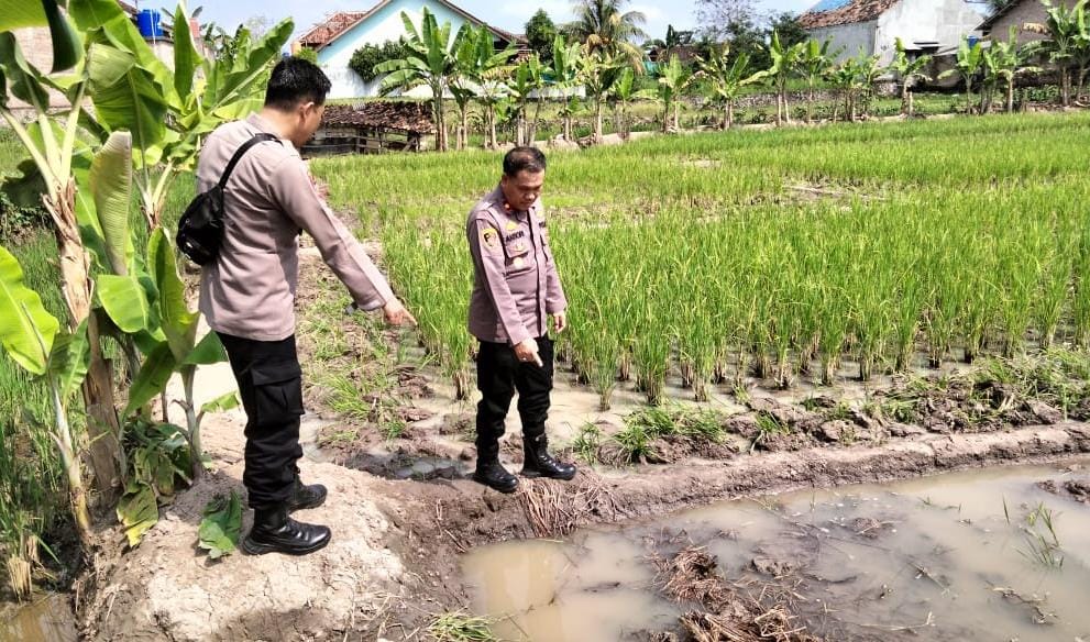 Diduga Serangan Jantung, Petani 65 Tahun Meninggal di Persawahan Pringsewu Lampung