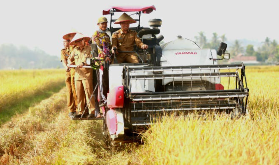 Panen Raya Corporate Farming di Pekon Pujodadi, Bupati Pringsewu Dorong Pertanian Lebih Produktif