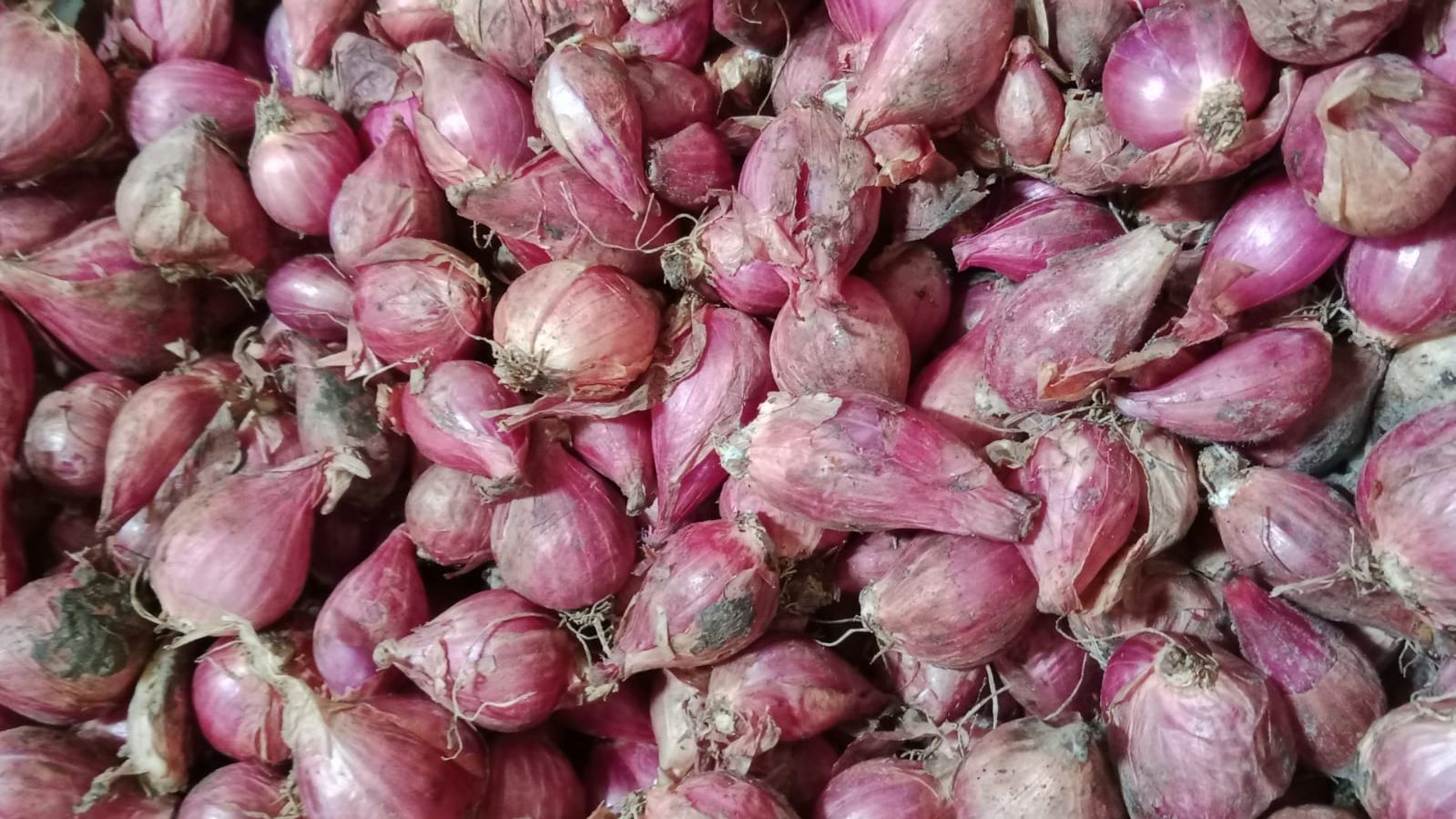 Harga Bawang Merah di Pasar Sekampung Tembus Rp37.000 per Kilogram