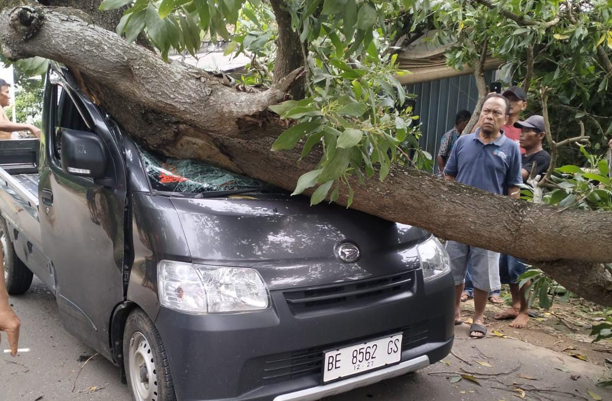 Tertimpa Pohon Tumbang di Metro Utara, Dua Pengendara Mobil Luka-Luka