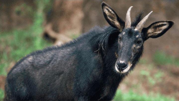 Kambing Hutan Sumatera Terancam Punah: Akibat Alam dan Aktivitas Manusia.