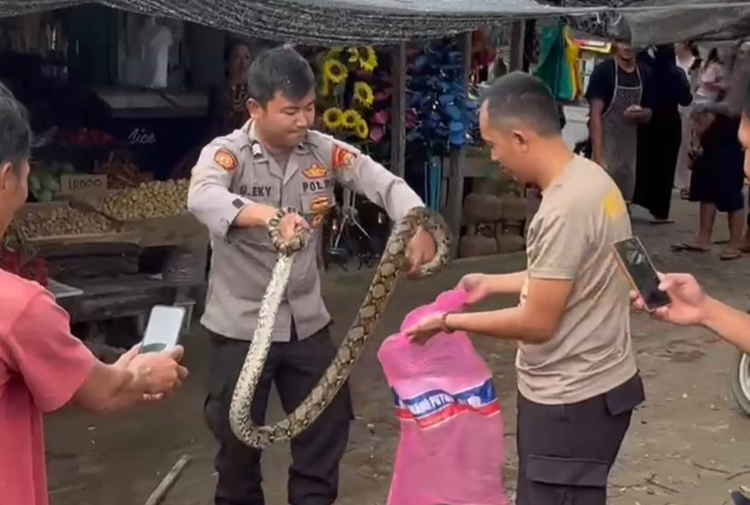 Dua Bhabinkamtibmas Tangkap Ular Piton di Pasar Simpang Pematang Mesuji