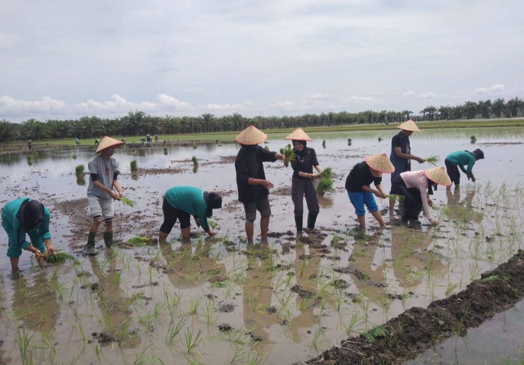 Bergerak Bersama, Kades Tirtalaga dan Mahasiswa KKN Unila Ikut Tanam Padi Milik Petani