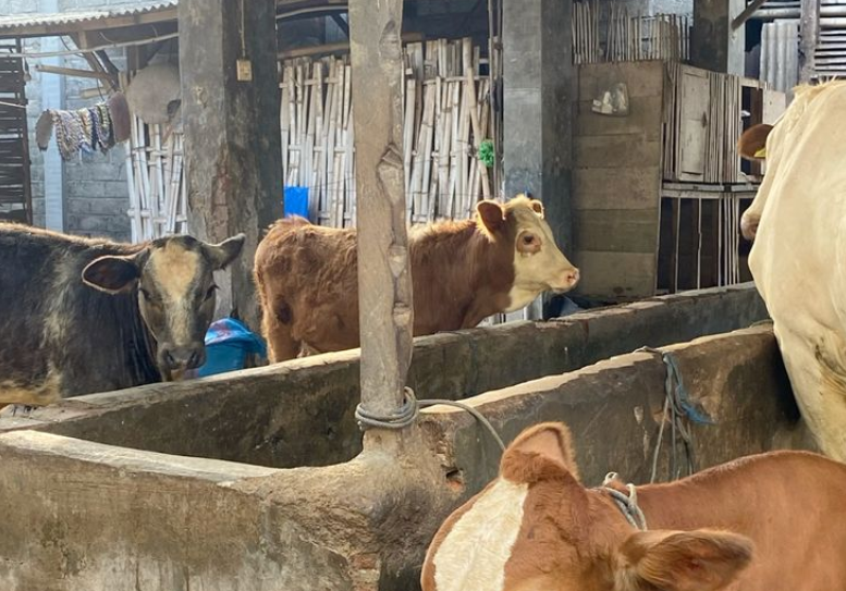 Jelang Idul Adha Harga Sapi Kurban Tembus Rp21 Juta, Daging Rp133.700 Perkilo