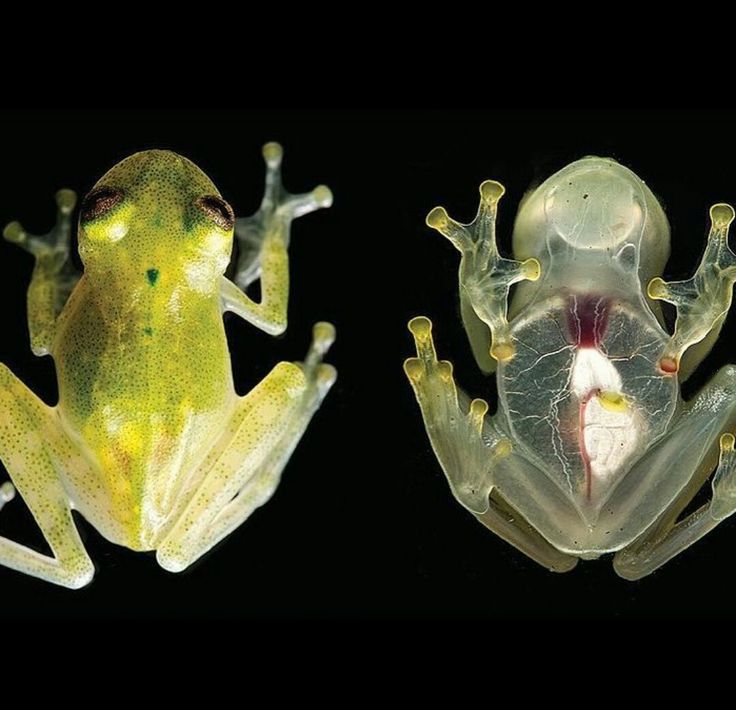 Katak Kaca (Hyalinobatrachium ruedai), Katak Kecil Pemilik Tubuh Bening