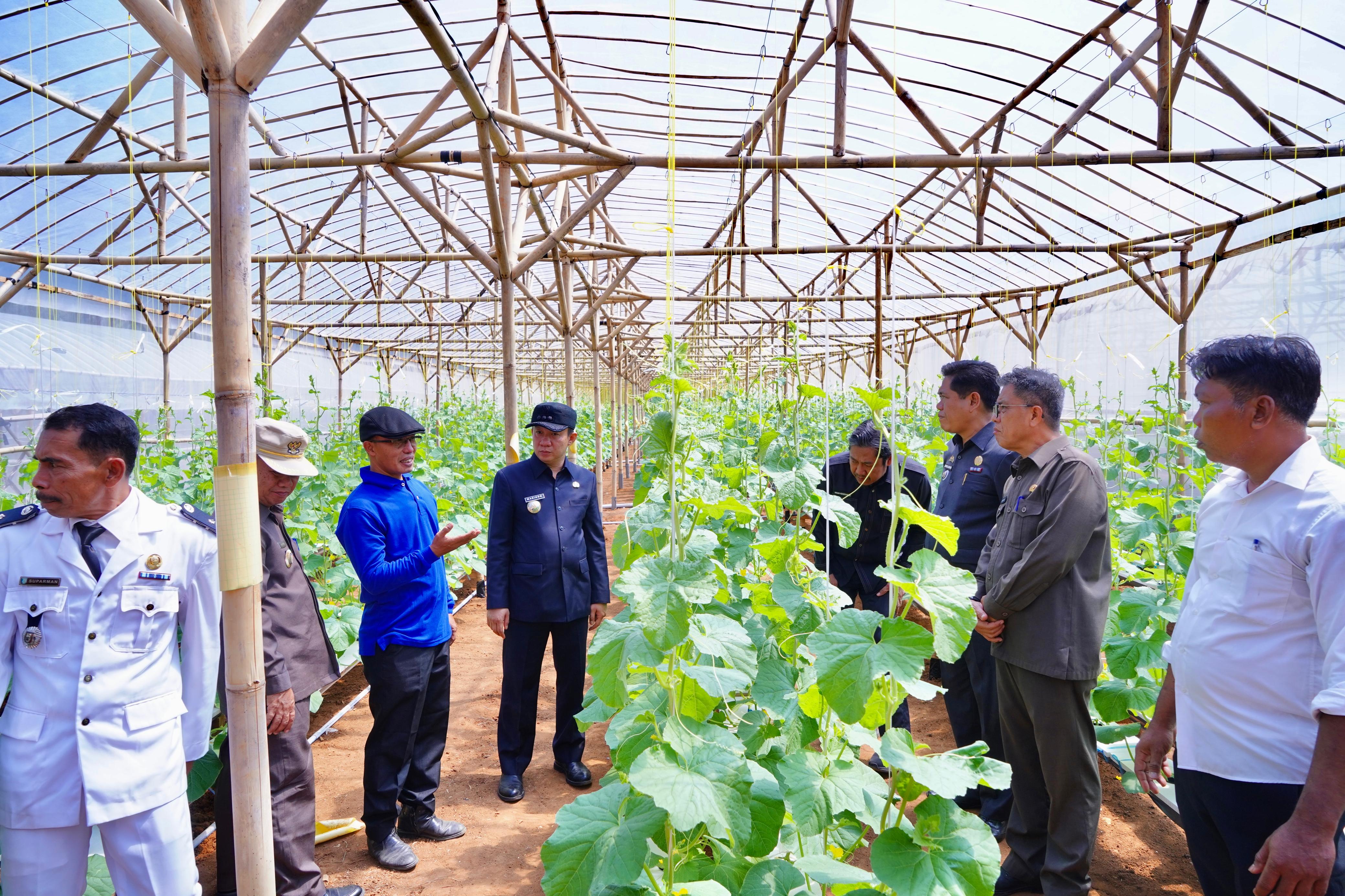 Pj Bupati Pringsewu Tinjau Budidaya Pertanian Hydroponic di Pekon Margosari 