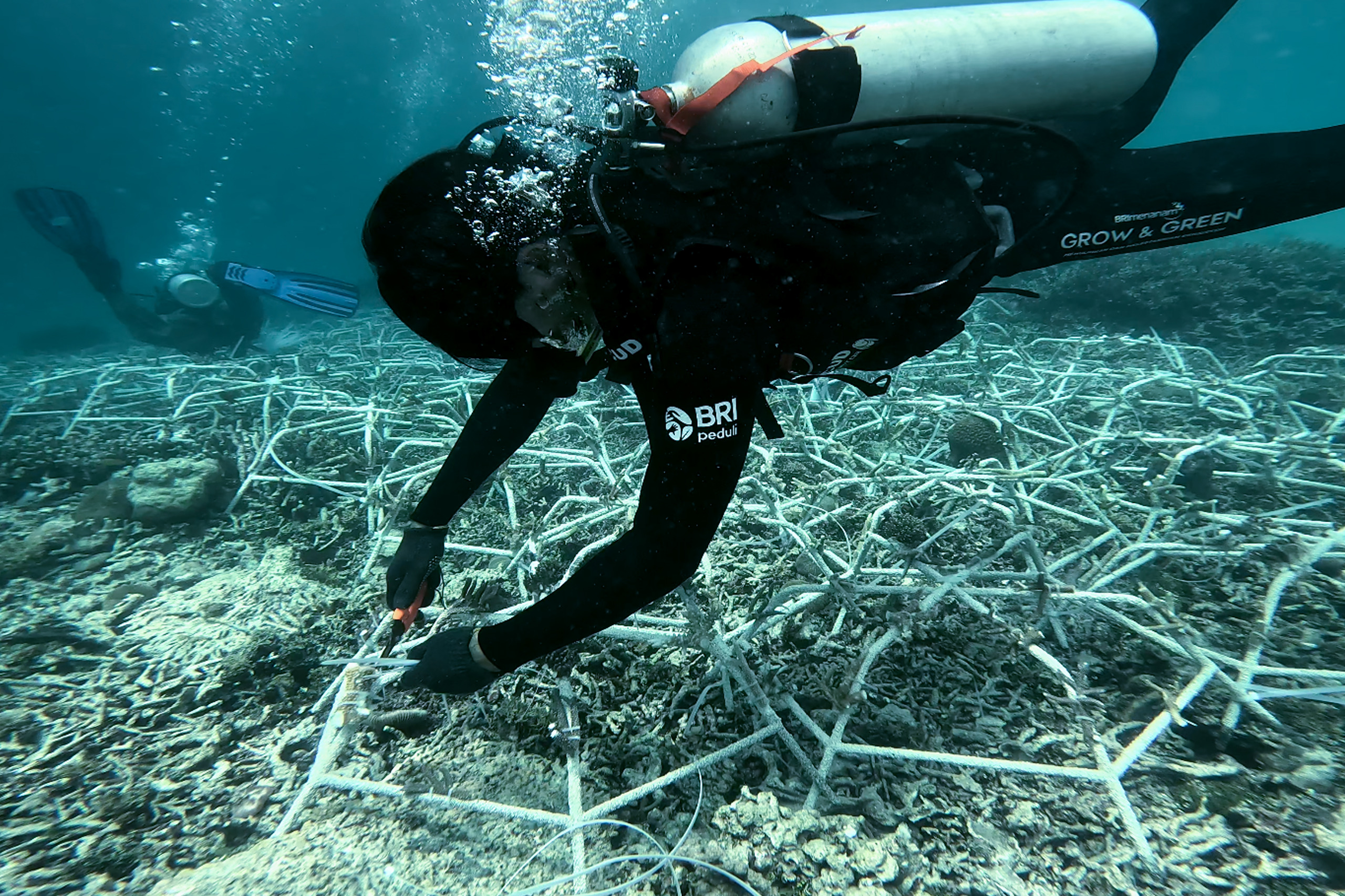 BRI Menanam - Grow & Green: Melestarikan Ekosistem Laut Pulau Kapoposang