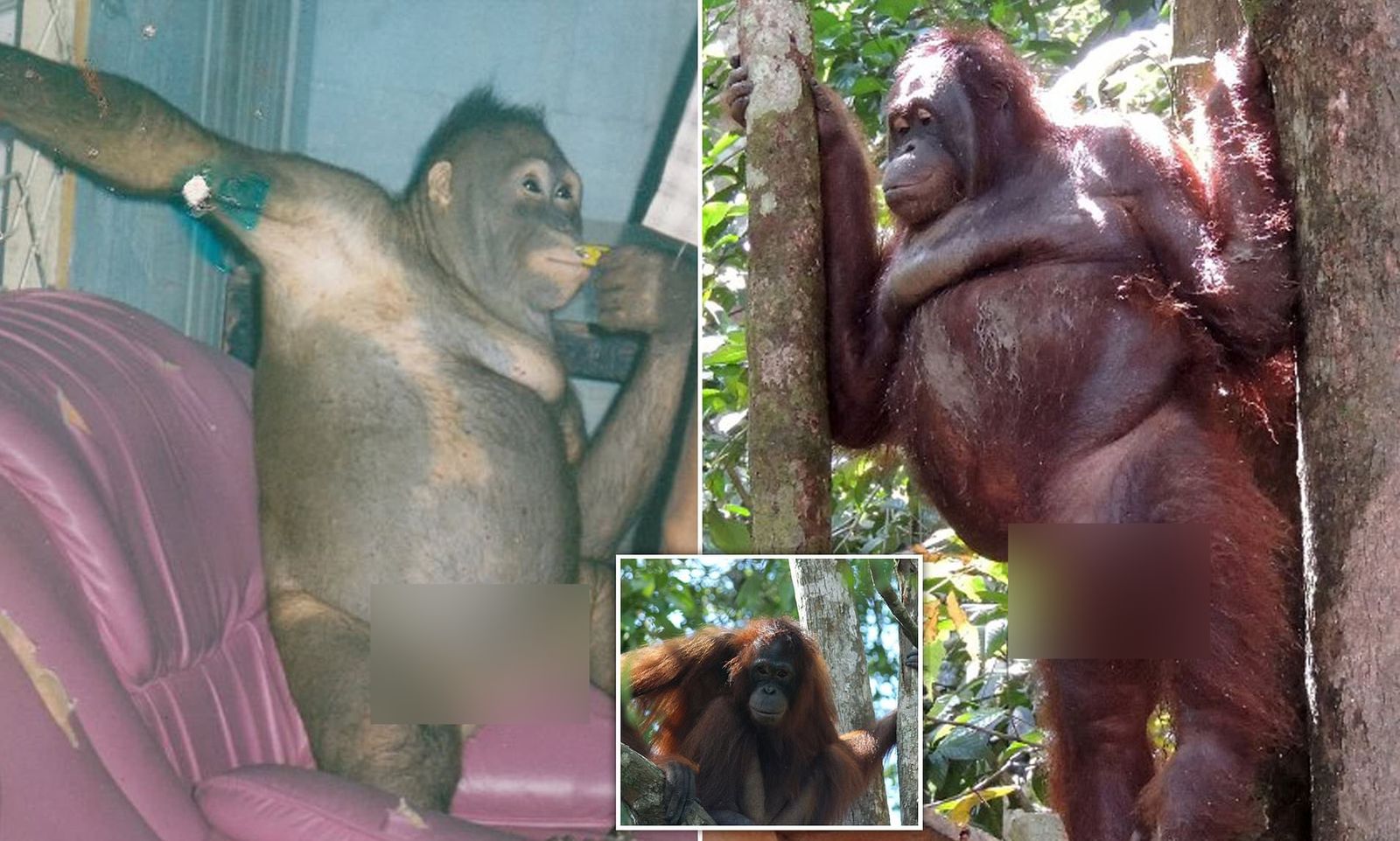 Pelanggaran Kesejahteraan Pada Hewan! Kasus Penyimpangan Seksual Pada Orangutan di Kalimantan Bernama Pony