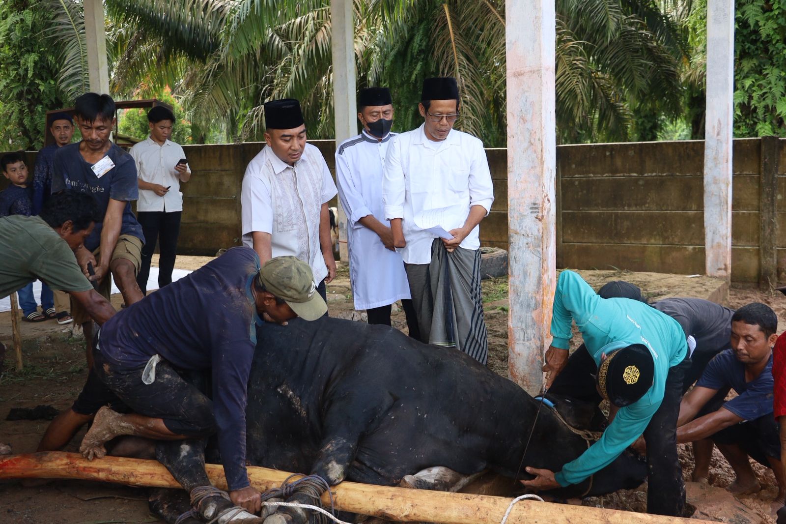 Polres Mesuji Gelar Penyembelihan 19 Hewan Kurban, 6 Sapi dan 13 Kambing