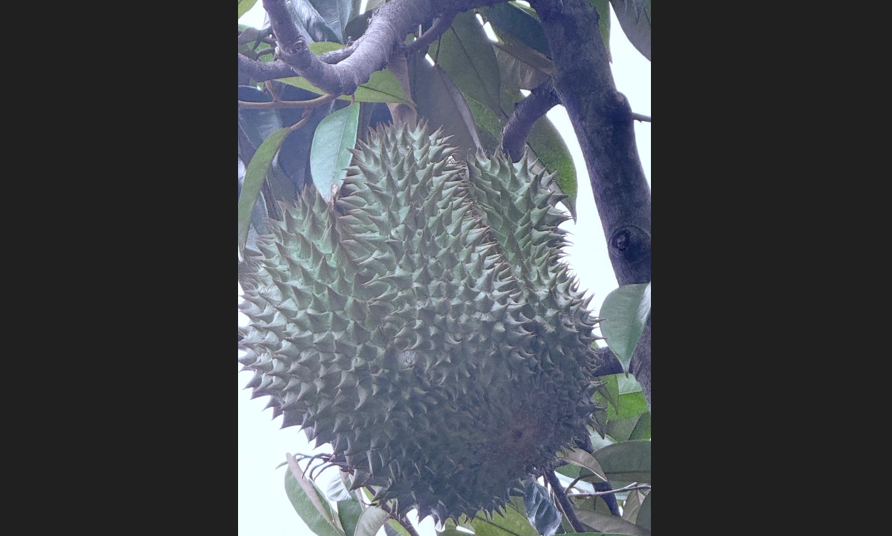 Lima Kunjungan, Lima Durian, Satu Rasa Syukur