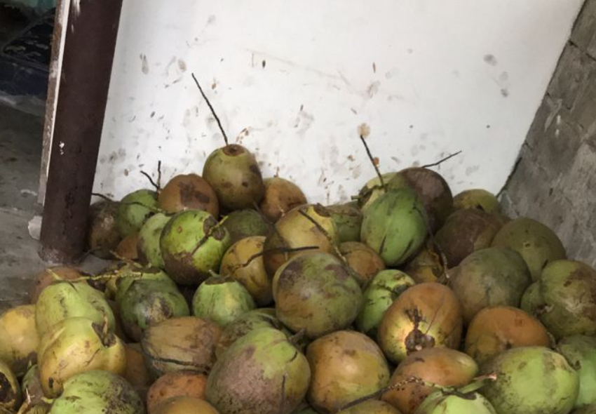 Harga Kelapa Melejit Jelang Idul Adha, Pedagang Tekor Karena Pembeli Sepi