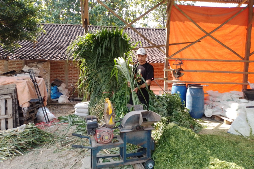 Manfaatkan KUR BRI, Warga Ponorogo Ini Sukses Bangun Usaha Pakan Ternak