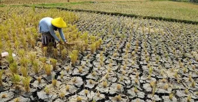 BMKG Sebut Lampung Jadi Salah Satu Daerah Paling Terdampak El Nino