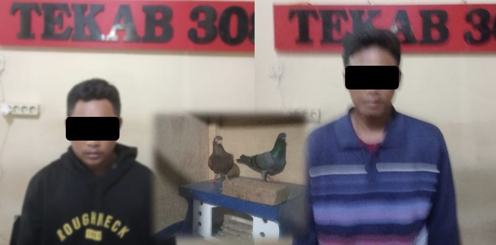 Curi Burung Dara Seharga 10 Juta, Warga Asal Metro dan Lamteng Diamankan Polisi