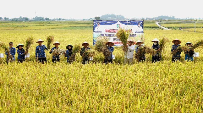 Dukung Swasembada Pangan, Bupati Pringsewu Panen Raya Padi di Pekon Fajaragung 