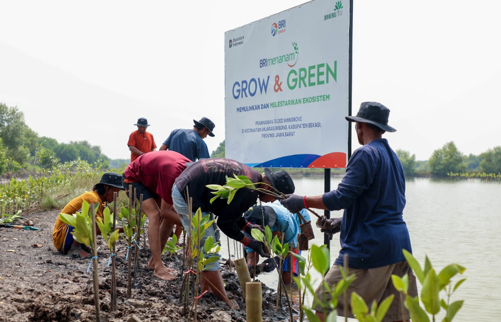 BRI Rayakan Hari Mangrove Sedunia dengan Penanaman 10.000 Pohon Mangrove di Muara Gembong