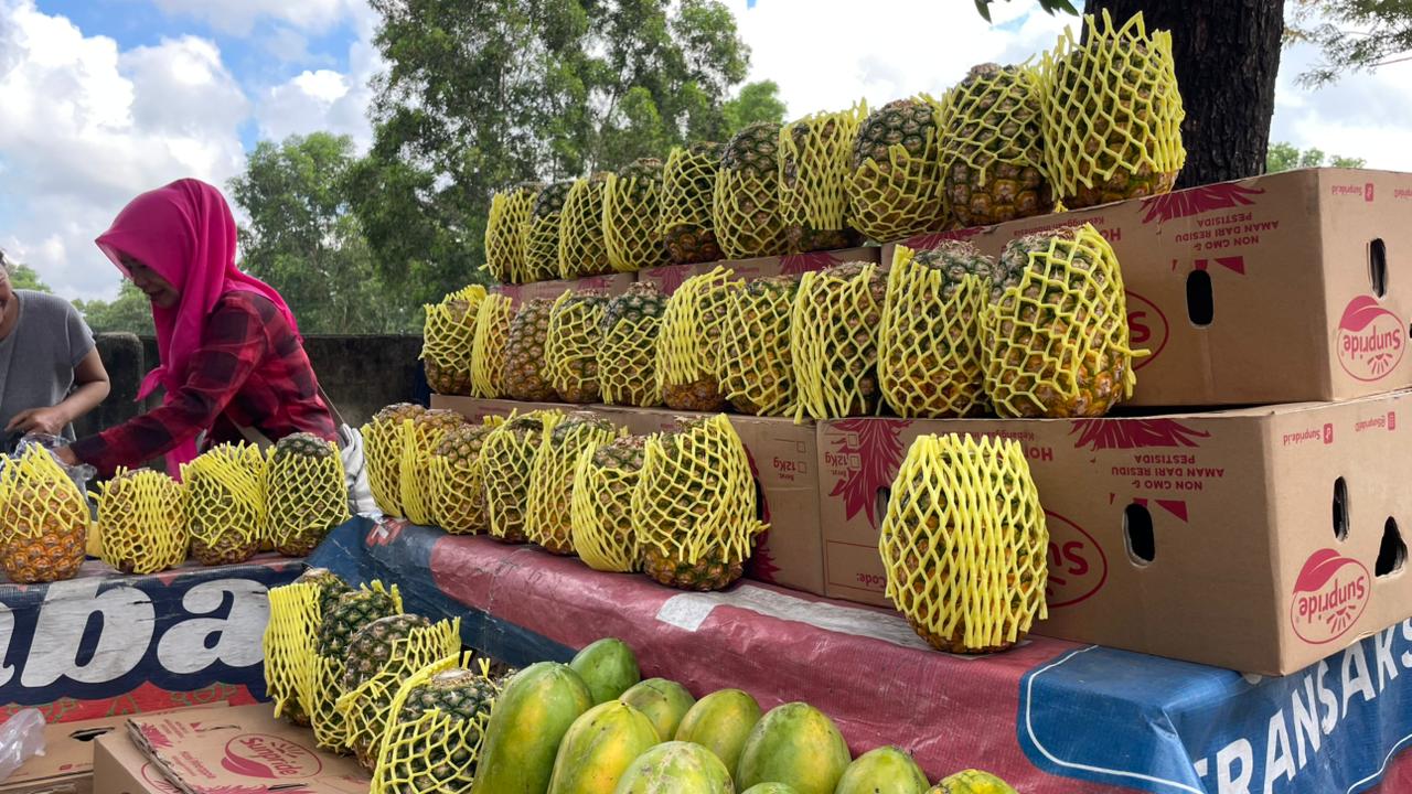 Nanas Madu, Jadi Primadona Baru Favorit Warga Kota Metro