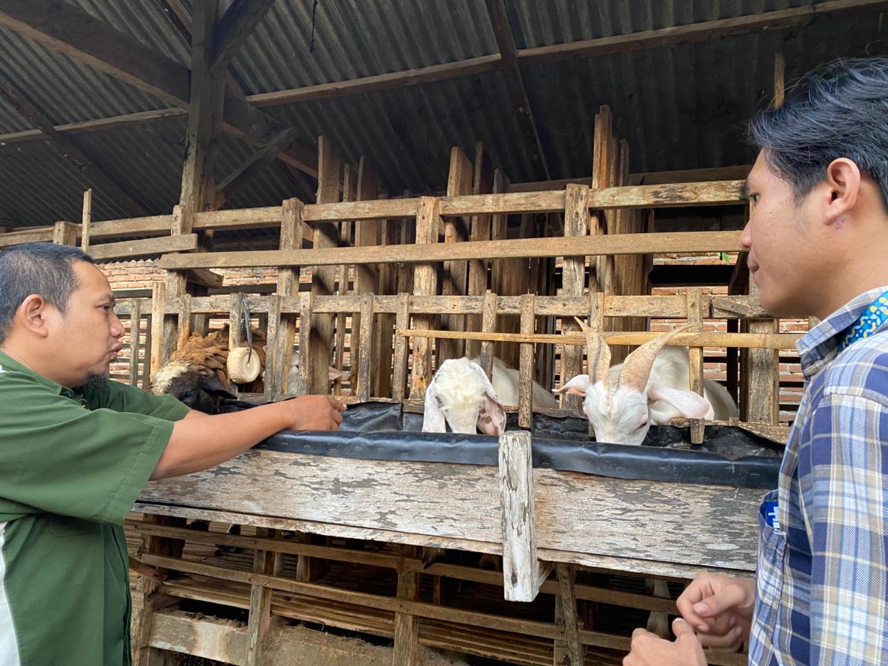 Jelang Idul Adha, Harga Hewan Kurban di Metro Naik hingga 30 Persen