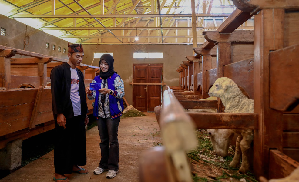 BRI Peduli Dorong Produktivitas Peternak Domba Garut di Desa BRILiaN Sukalaksana Garut
