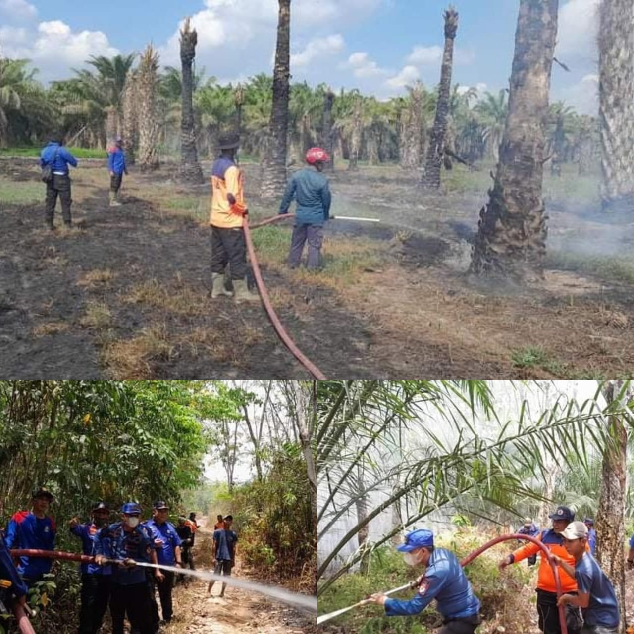 Sehari, 5 Lokasi Lahan Perkebunan Terbakar di Kecamatan Tanjung Raya 