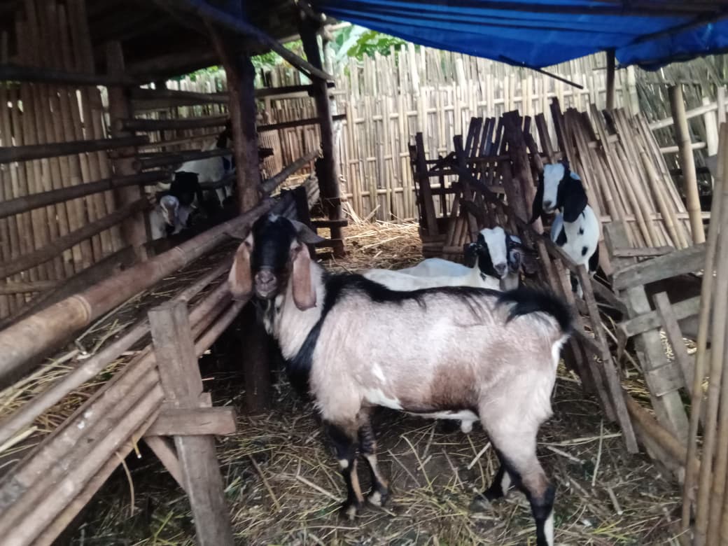 Stok Kambing Kurban di Sungkai Selatan Cukup, Harga Alami Kenaikan Tipis