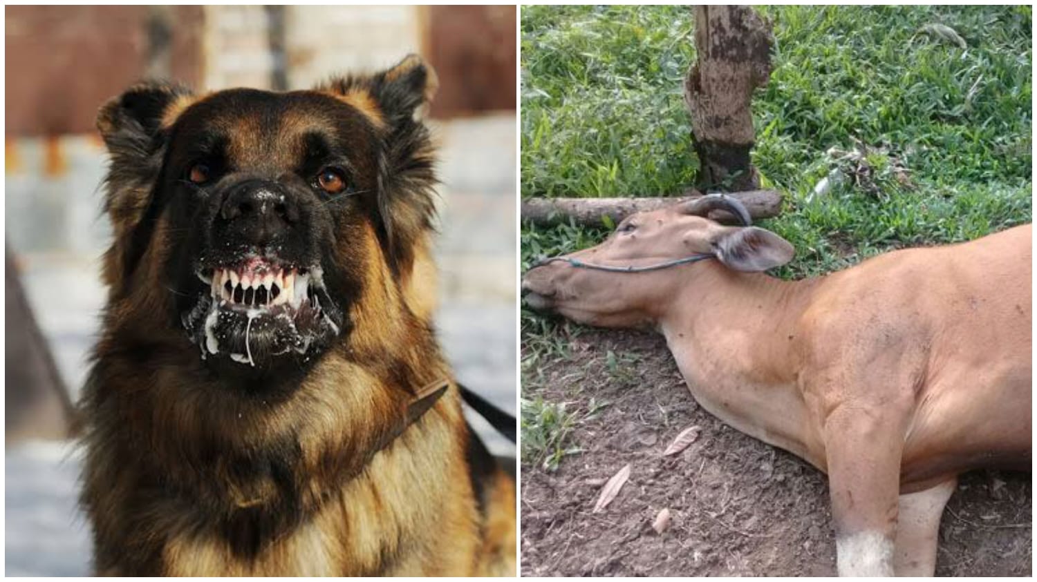 Penyakit Anjing Gila Tewaskan 2 Sapi Di Bali