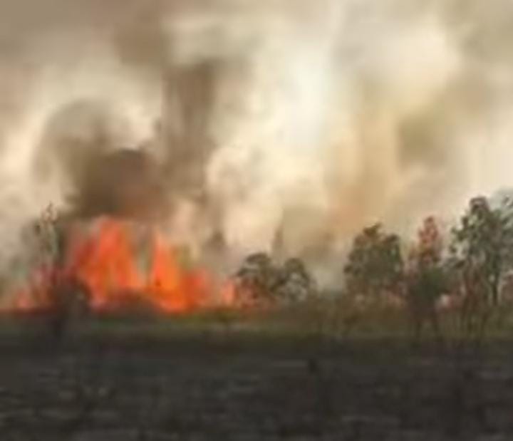 Dahsyatnya Kobaran Api Membakar 200 Hektar dan Satwa Liar di Hutan Way Kambas Lampung
