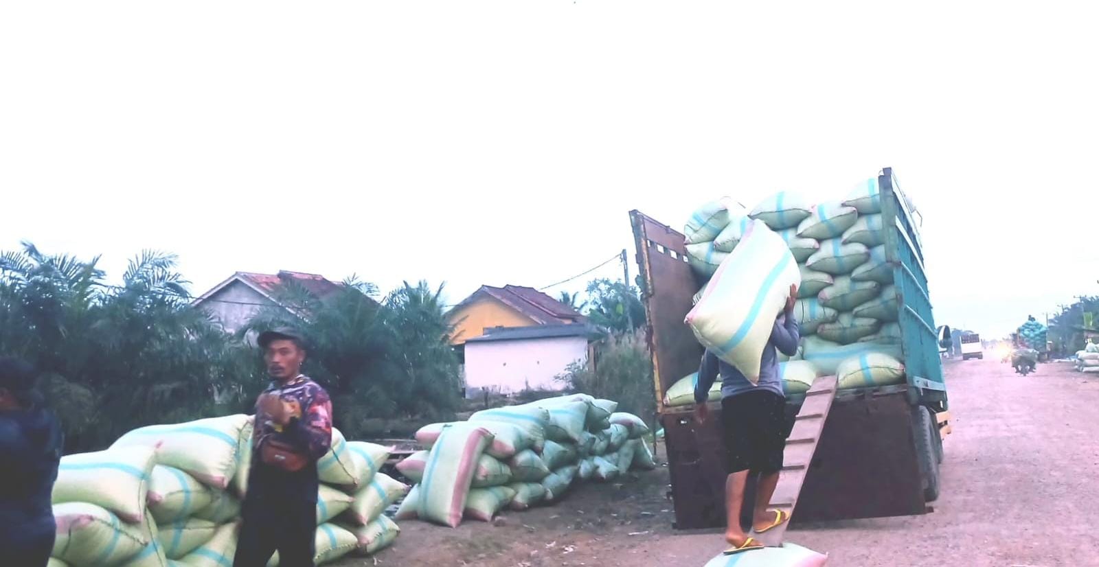 Panen Raya Mesuji, Puluhan Truk Antre di Area Persawahan