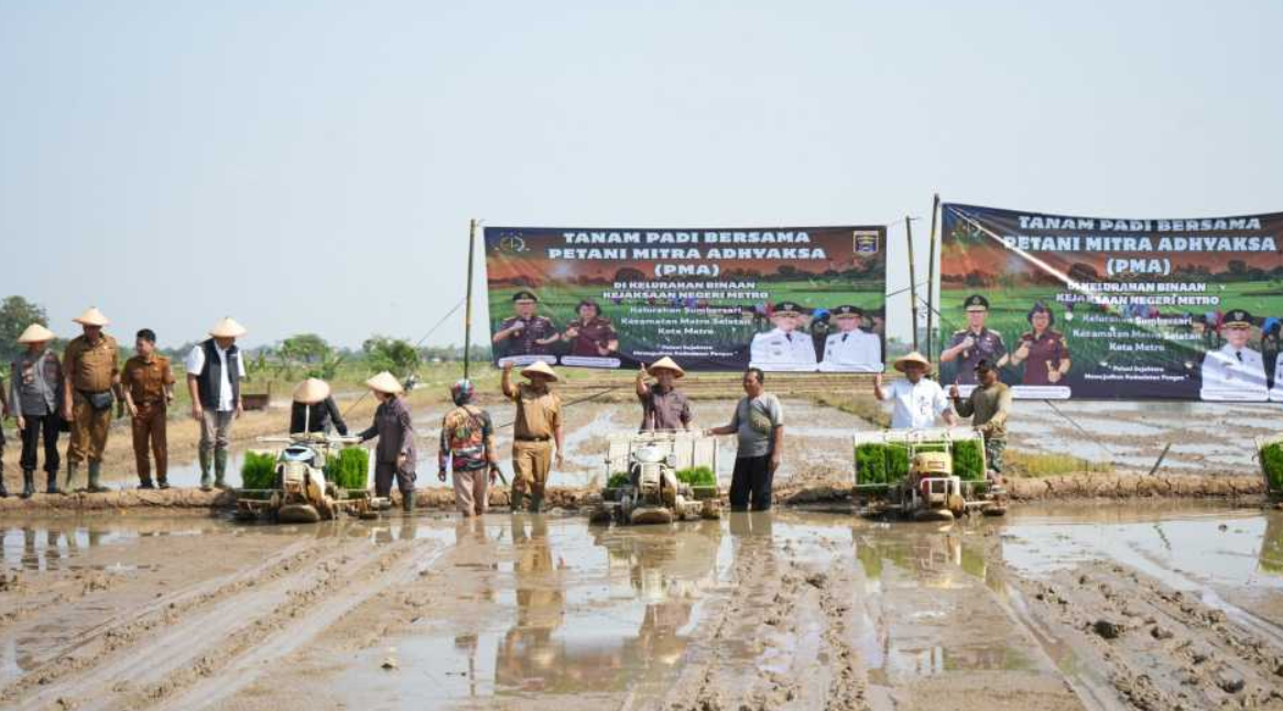 Wujudkan Program Asta Cita, Pemkot Metro Bersama Kejati Lampung Tanam Padi di Sumbersari