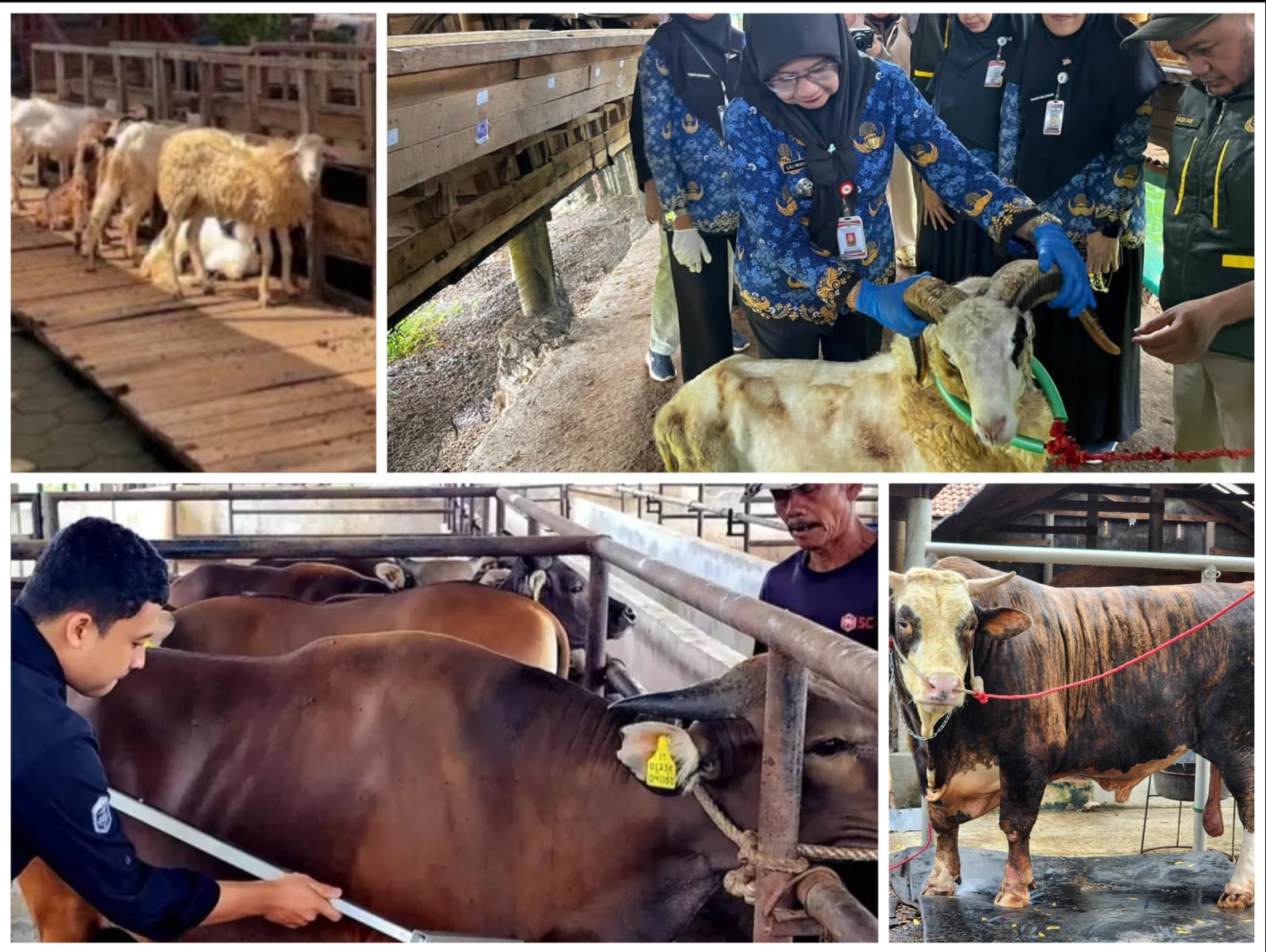 Sapi dan Domba Laris Manis, Penjualan Hewan Kurban Lampung Tembus Puluhan Ribu Ekor