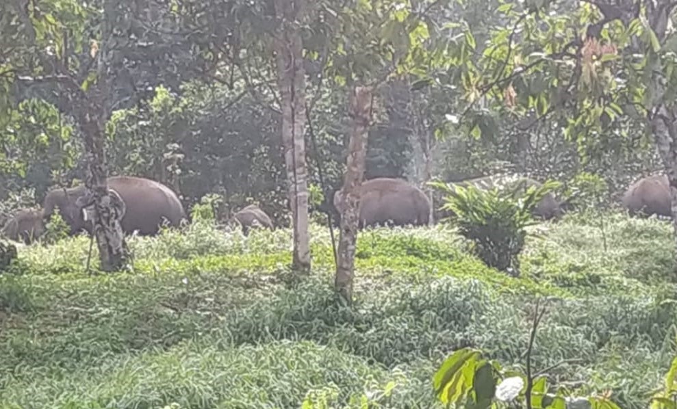 Kawanan Gajah Liar Turun ke Pekon Sedayu, Simak Cara Permanen Halau Mereka