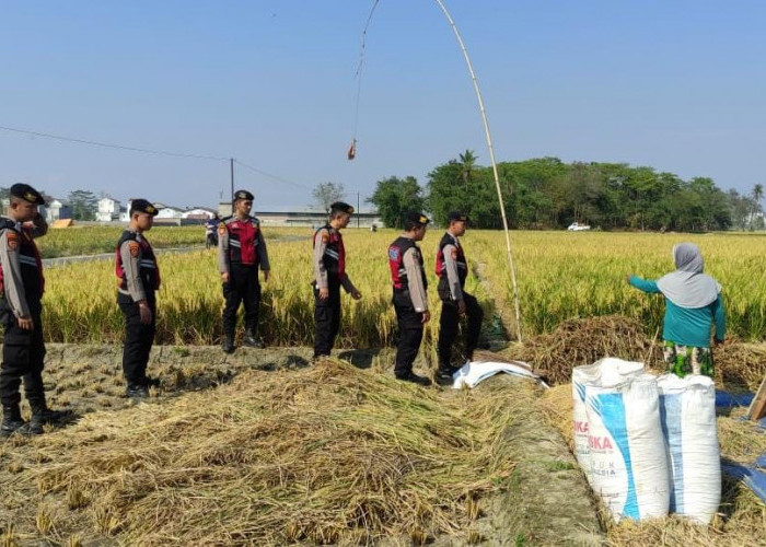 Polisi Larang Petani di Pringsewu Bakar Rumput hingga Sisa Panenan di Sawah