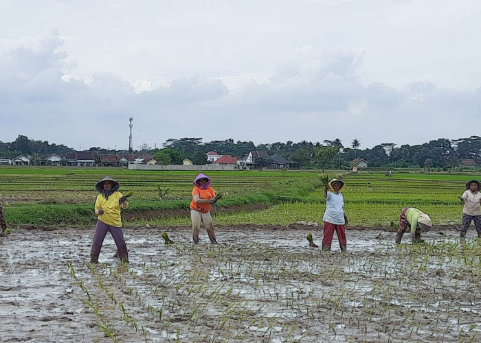 Diproyeksikan Hasil Panen Meningkat, DKP3 Targetkan Taman MT I 2.588 Hektar 