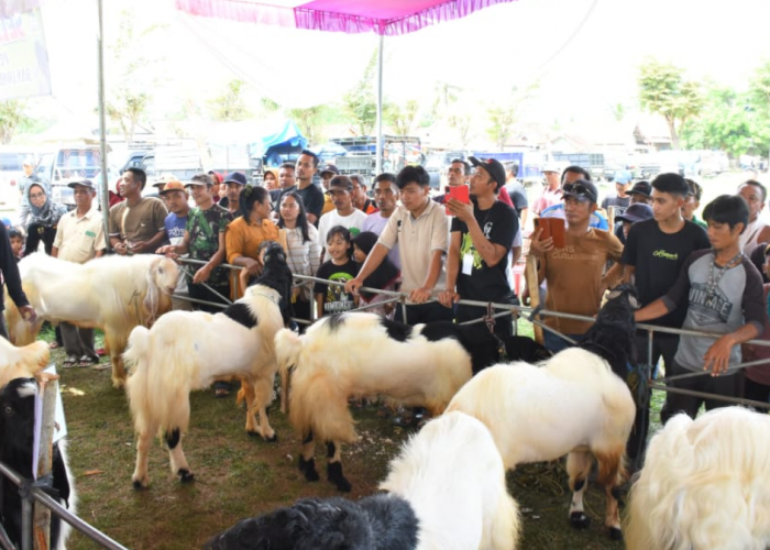 Dorong Penguatan Sektor Peternakan, Pemkab Tubaba Gelar Kopdar dan Lomba Bobot Kambing 'Bolo Ngarit'