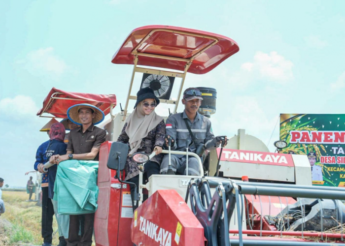 Mesuji Tetap Produktif di Tengah Kemarau, Panen Raya Padi di Rawa Jitu Utara Capai 8 Ton