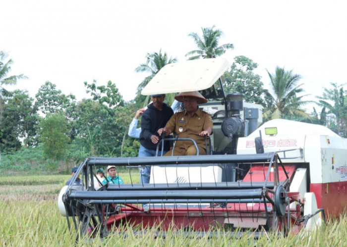 Panen Raya Padi di Bangun Sari, Wabup Lamteng Dorong Pertanian dan Peternakan Jadi Pusat Perekonomian 