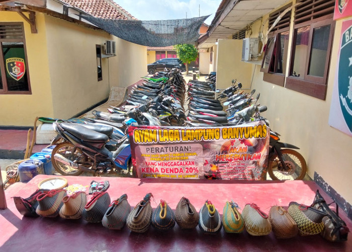 Gerebek Arena Sabung Ayam Polisi Amankan Puluhan Sepeda Motor dan Ayam Aduan