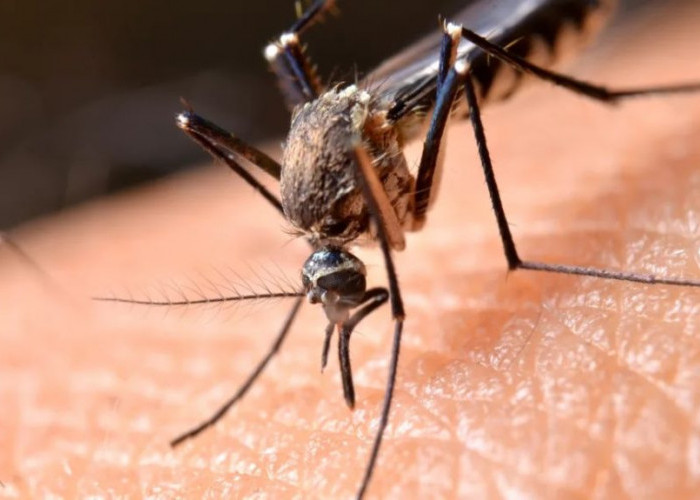 25 April Hari Malaria Sedunia: Sejarah hingga Target WHO 2030