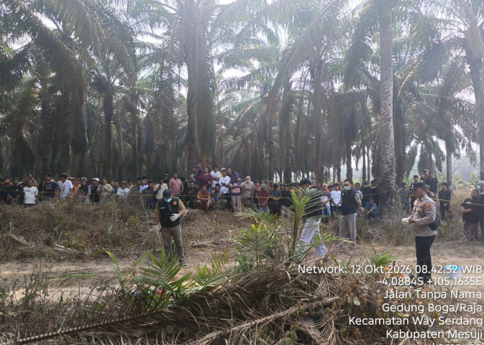 Polisi Identifikasi Jasad Wanita yang Ditemukan di Kebun Sawit Mesuji