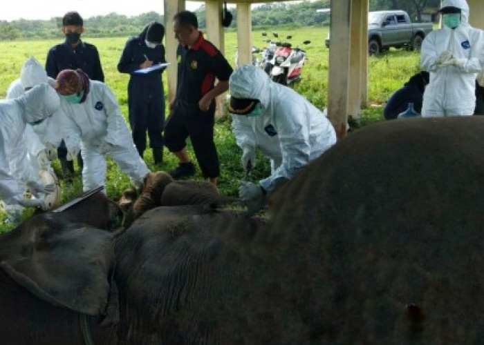‘Mambo’ Si Gajah Sumatra Mati di Taman Nasional Way Kambas