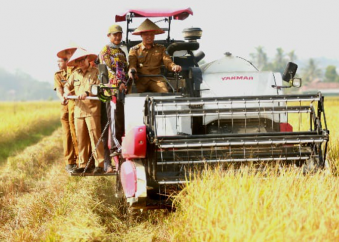 Panen Raya Corporate Farming di Pekon Pujodadi, Bupati Pringsewu Dorong Pertanian Lebih Produktif