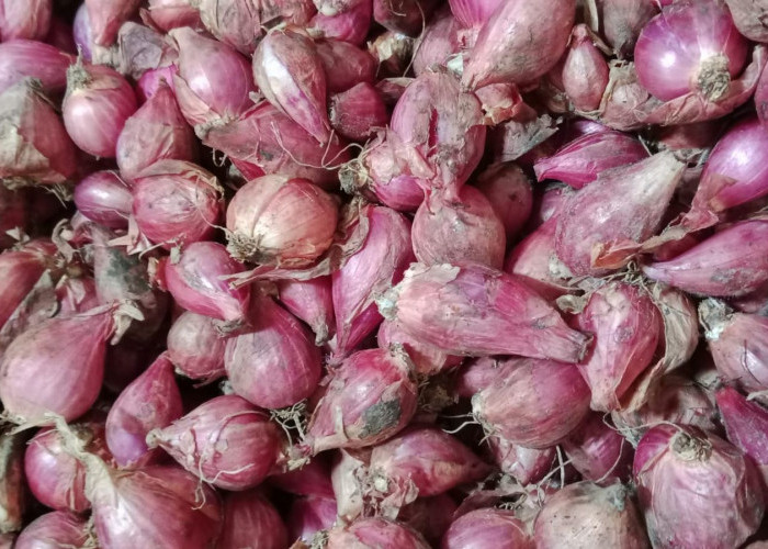 Harga Bawang Merah di Pasar Sekampung Tembus Rp37.000 per Kilogram